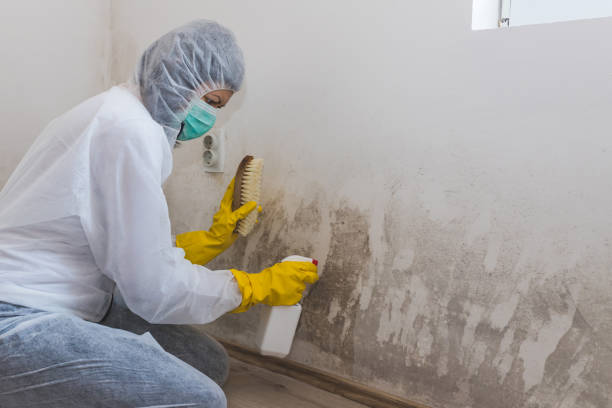 Best Toxic Mold Removal  in Dothan, AL