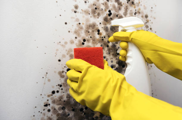 Home Mold Removal in Dothan, AL