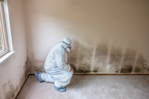 Office Mold Removal Services in Dothan, AL
