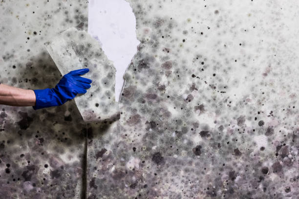 Best Crawl Space Mold Removal  in Dothan, AL