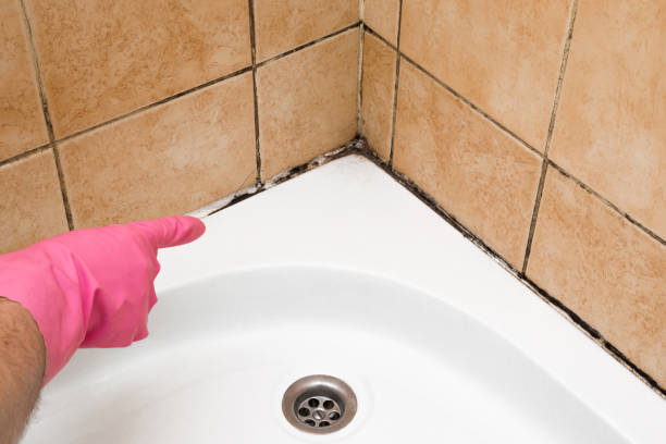 Attic Mold Removal in Dothan, AL