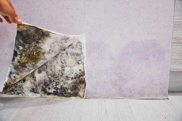 Best Attic Mold Removal  in Dothan, AL
